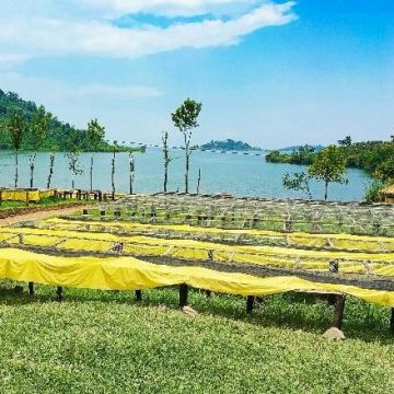 story7 Ethical coffee bean supplier