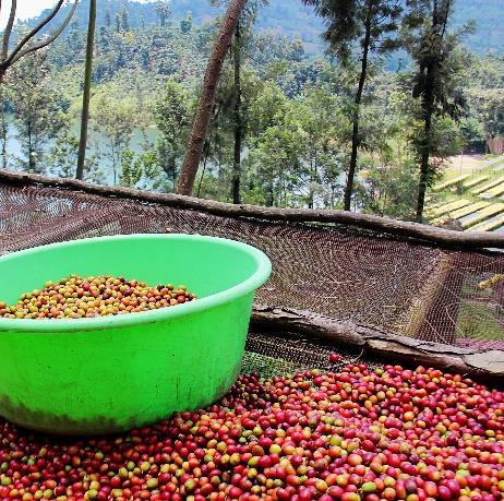 Ethical coffee bean supplier